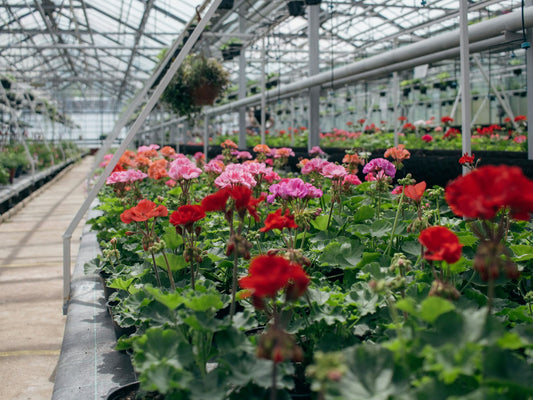 Garden Centre Display Ideas: How to Sell All Year Round in an Irish Garden Centre