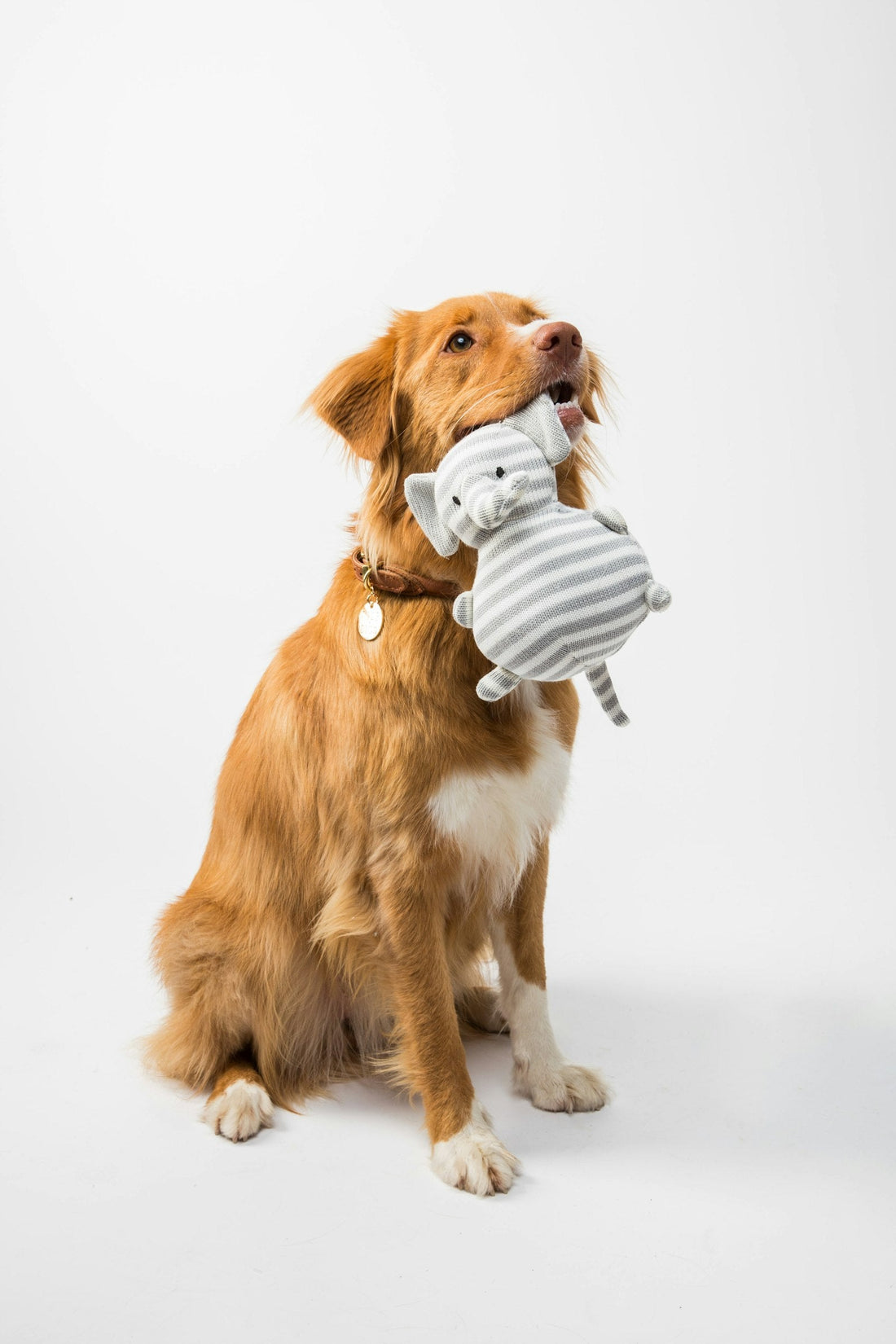Pet Shop Display Ideas: How to Fit Out an Irish Pet Store That Sells
